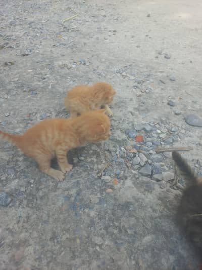beautiful and healthy kittens blue eyes