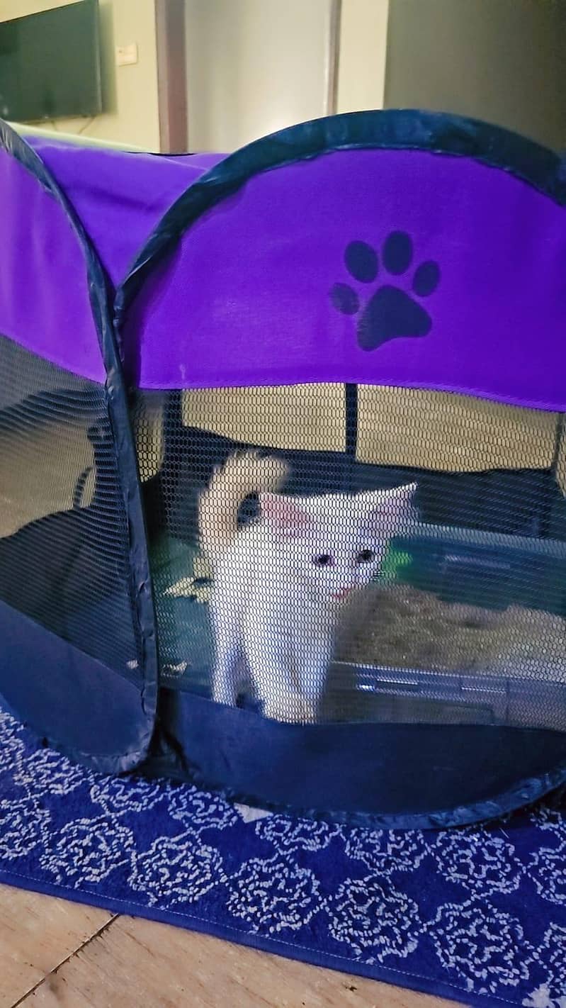 persian cat 1