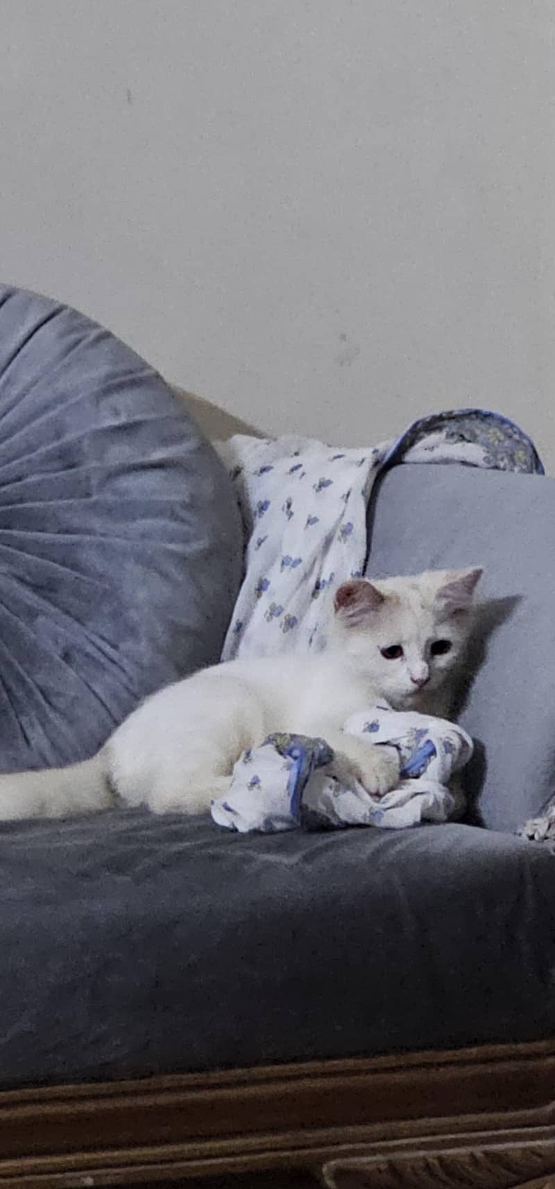 persian cat 2