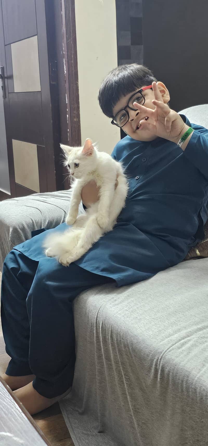 persian cat 3