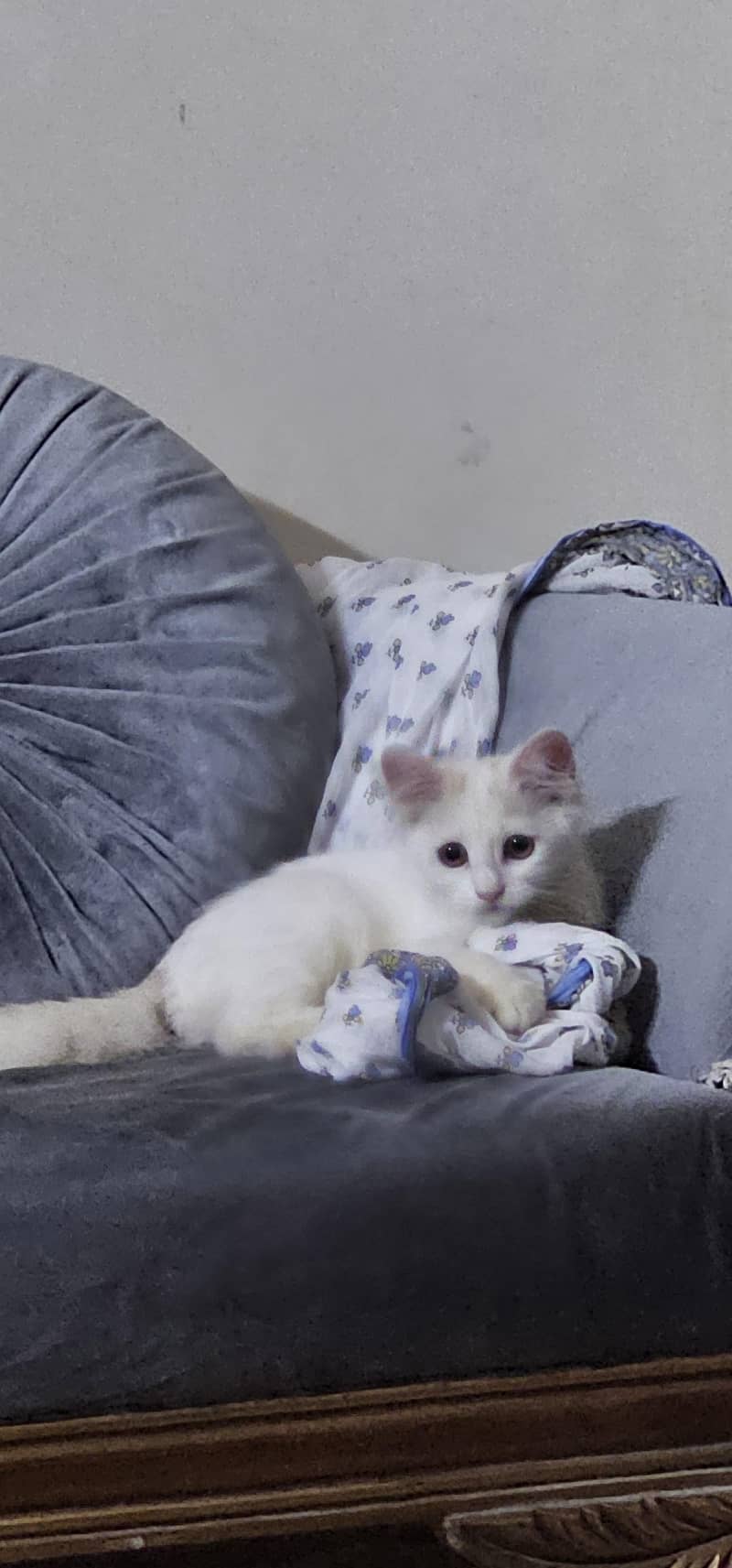 persian cat 4