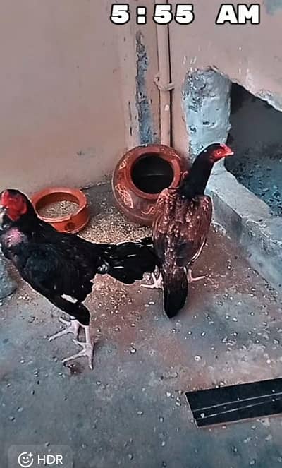 aseel birds