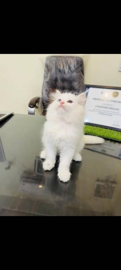 persian cat for sale