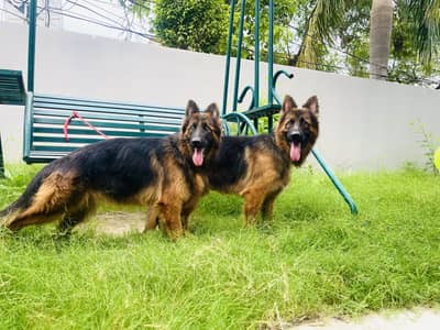 Top Quality  long Coat German Shephard Pair For Sale