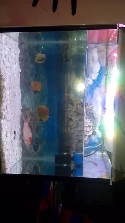 fish Aquarium