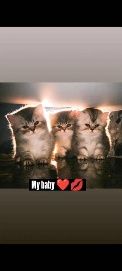 pure Persian cats