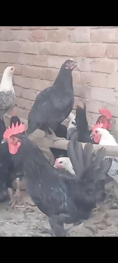 female available
