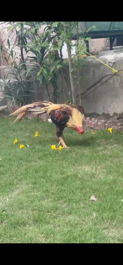 mashallah Indian parrot beak long tail young male urgent sale