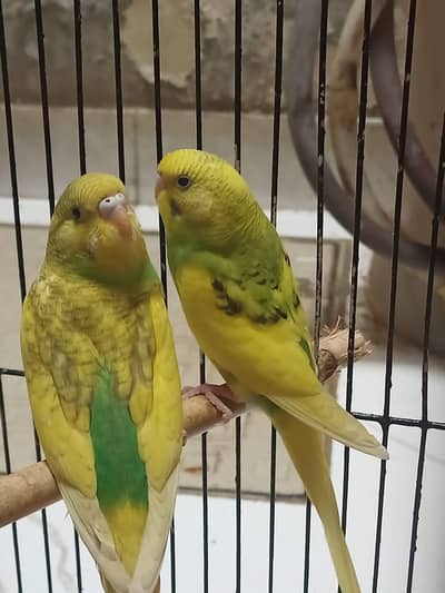 whattsapp contact karaye 60 Australian parrots for sale