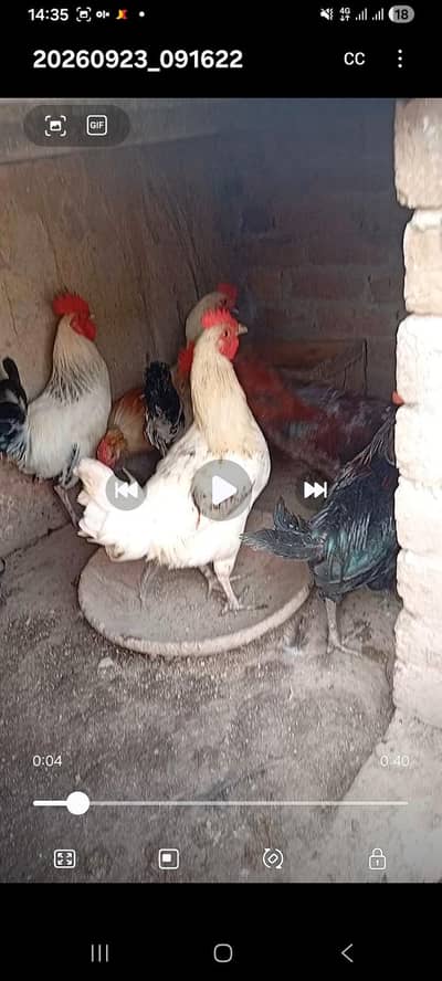 Golden  misri male for sale