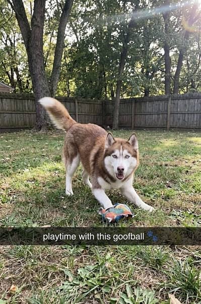 Siberian Huskey Rare One