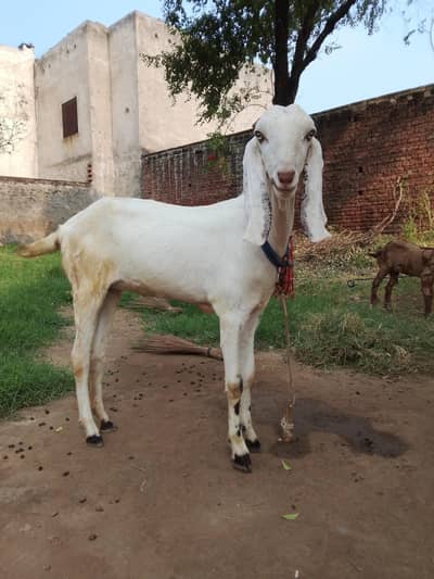 white beetal bakri for sale long ears