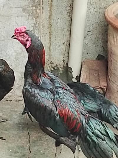 pure dragon black eyes or nok nali one patha 2 pathi sale price 45000