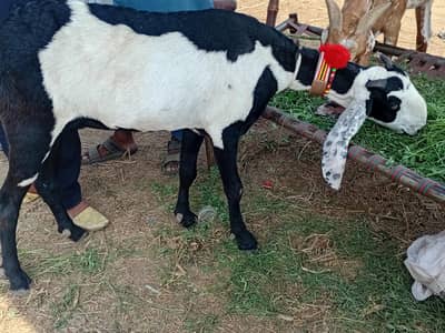 Beetal bakri
