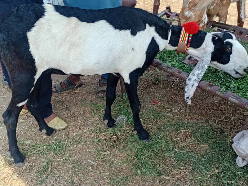 Beetal bakri 1
