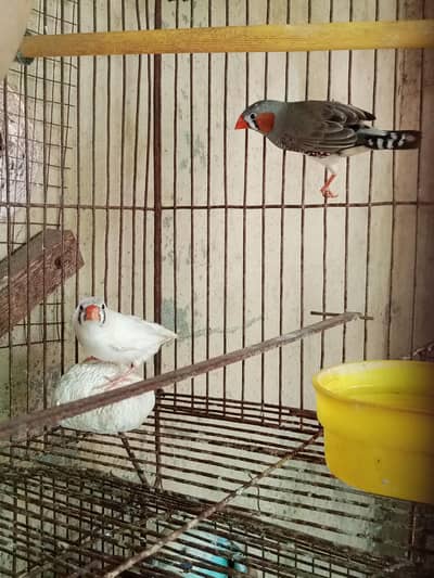 Pairs: Snow white with split fawn + zebra finch