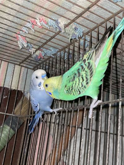 1 pair sale budgie parrot active hain bilkul