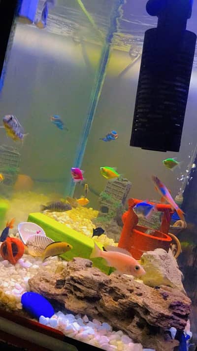 fish aquarium