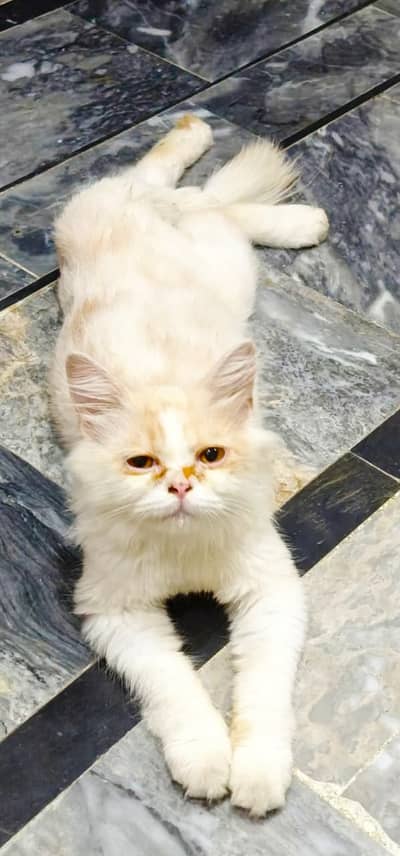 Beautiful and Healthy Persion Kittens for sale Double Couted