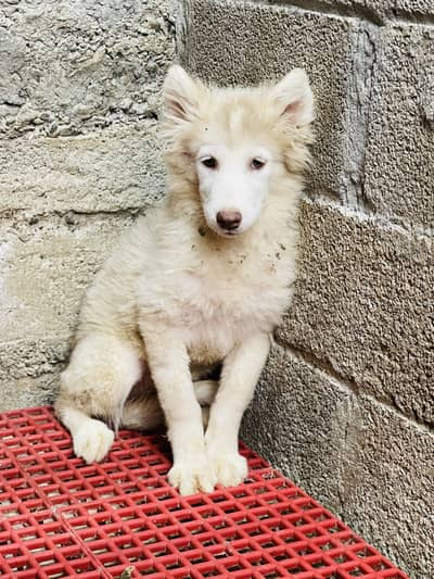 Siberian husky female