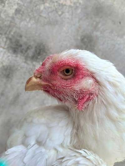 Breeder White Shamo Female For Sale