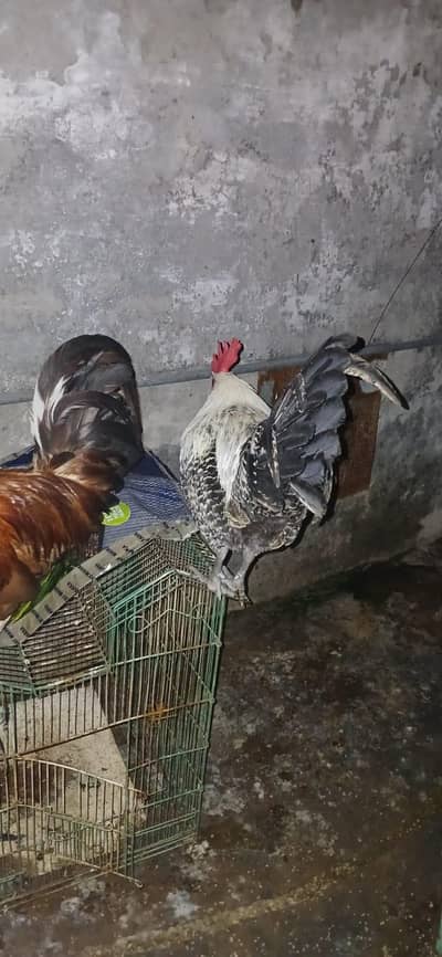 home-raised Desi roosters available for sale.