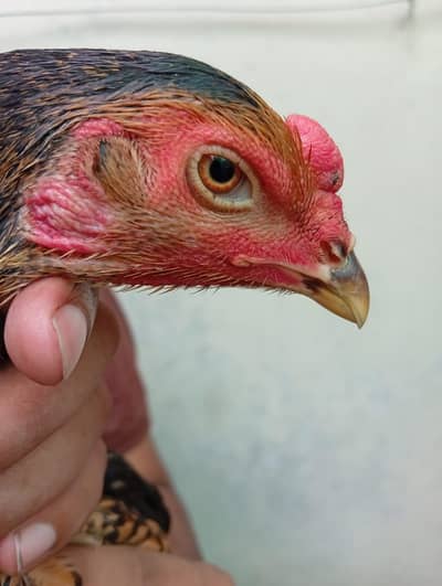 pure japanese pokey female