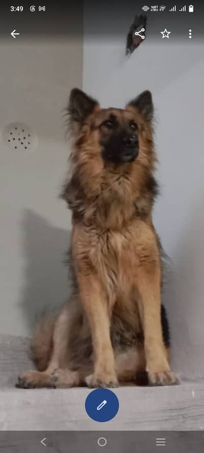 King shepherd  3years old for sale