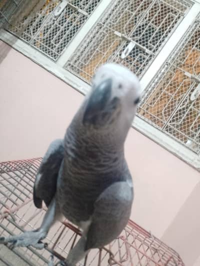 African grey