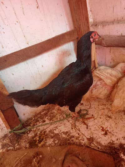 hen morgii