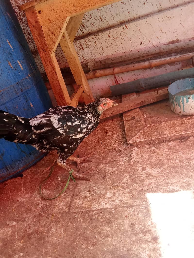 hen morgii 1