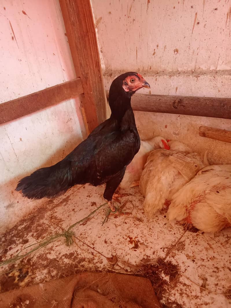 hen morgii 2