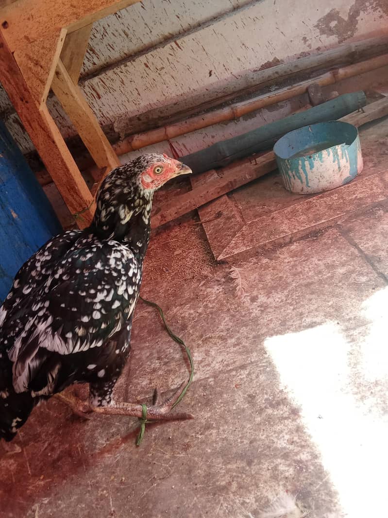 hen morgii 3