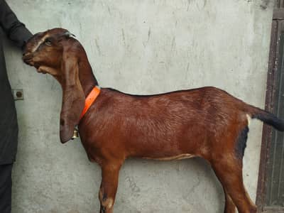 Top Quality Nagra Beetal!Path ! Bakri