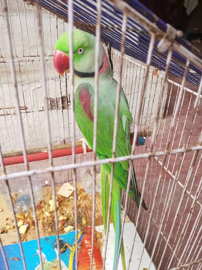 Alexandrine Parrot