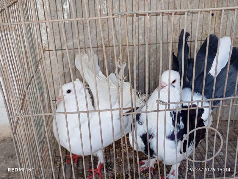 pigeon pair 3