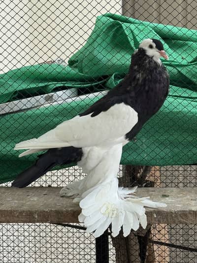 Reverswing Pouter | Magpie Pouter | Gubara | Pigeons | Kabutar