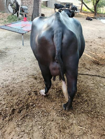 Pure Neeli Ravi Buffalo | Pregnant Buffalo _ Ghaban Bhains