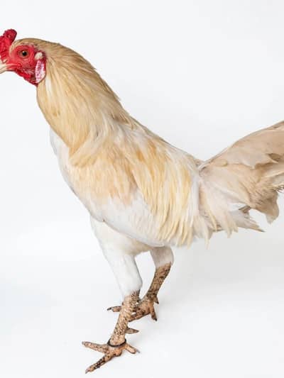 Pakistani Heera