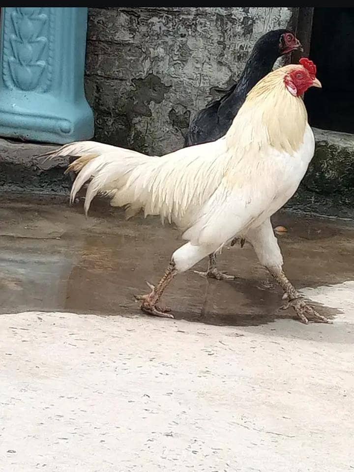 Pakistani murga 2