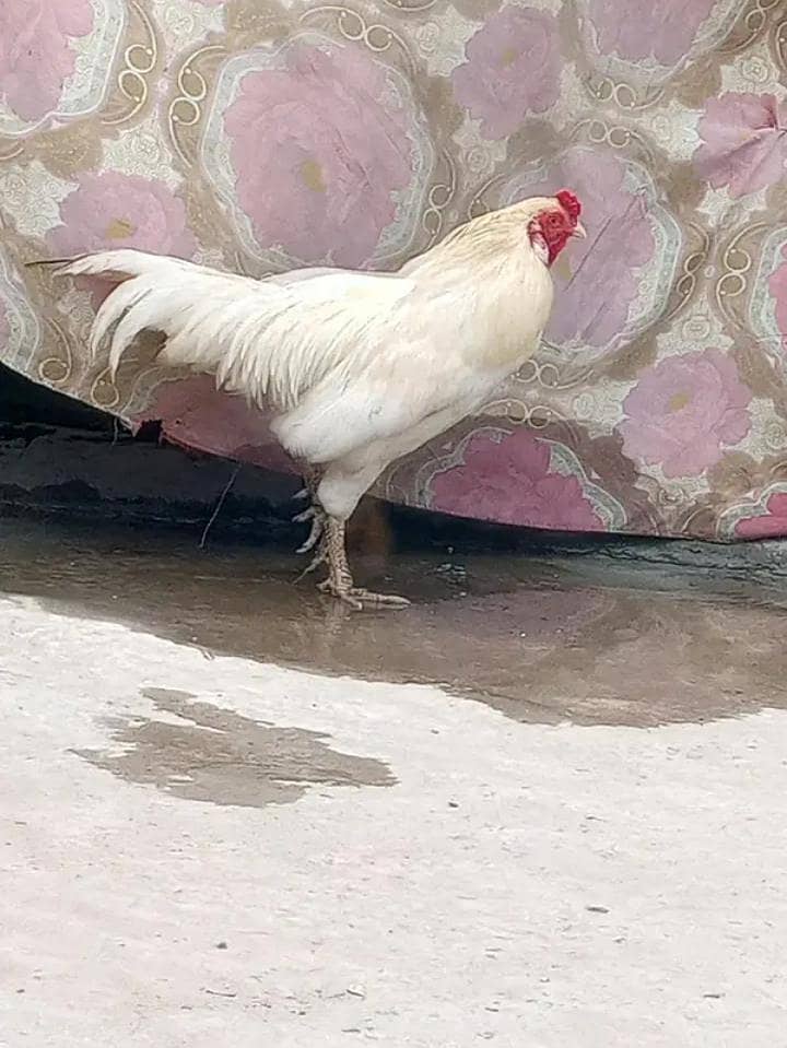 Pakistani murga 3