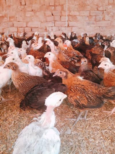 Golden Misri Chicks | misri chuzy _ desi chicks | گولڈن مصری چوزے