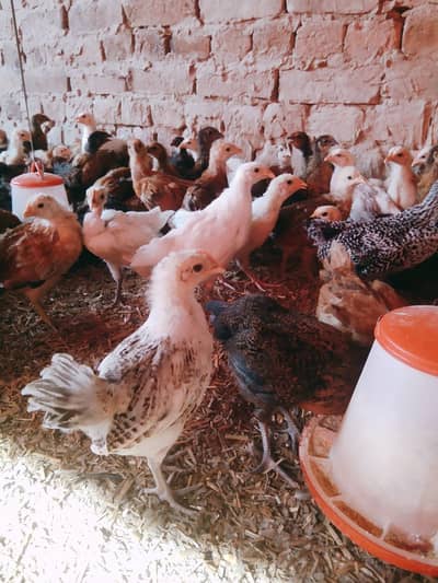 Golden Misri Chicks | misri chuzy _ desi chicks | گولڈن مصری چوزے