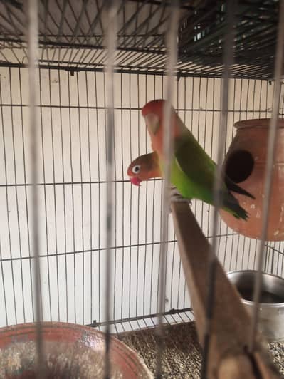 love bird for sale 9 piece 12000 k    aik piece 1500