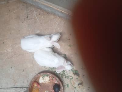 rabbit
