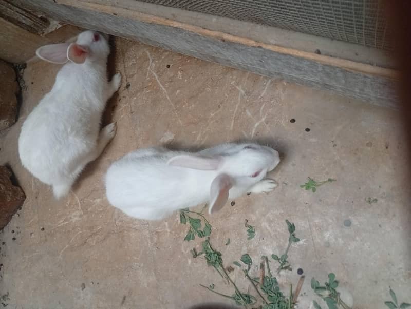 rabbit 1