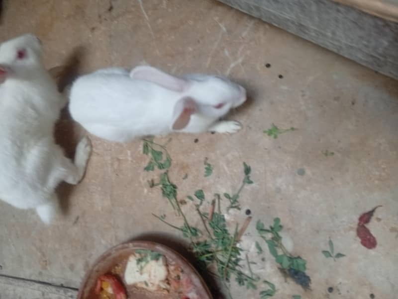 rabbit 2