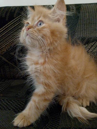 Brown tabby Persian kitten - Ginger Persian kitten. .