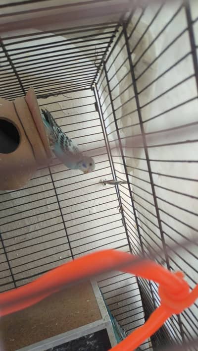 Baby chicks - Australian budgie