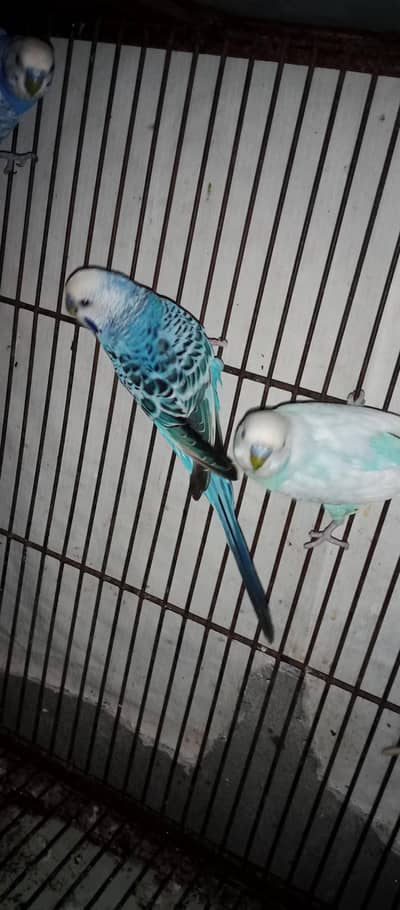 Australians parrot King size male full active and healthy